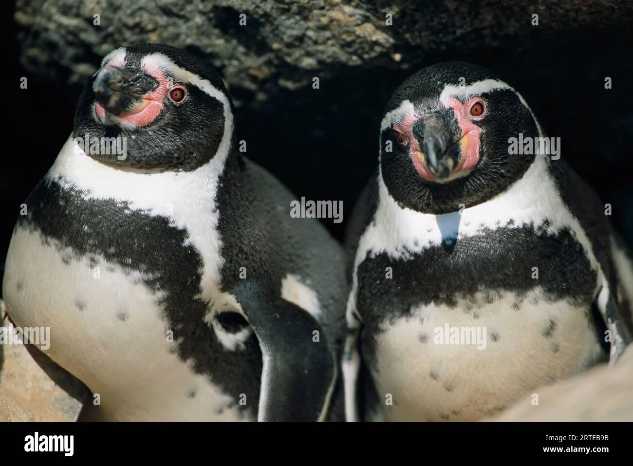 Close view of two Peruvian, or Humboldt, penguins (Spheniscus humboldti