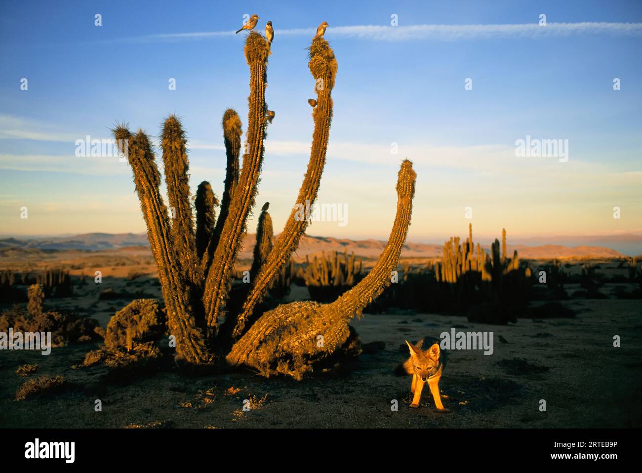Gray fox (Vulpes cinereoargenteus), birds and cacti in the Atacama Desert landscape of Chile at twilight; Atacama Desert, Chile Stock Photo