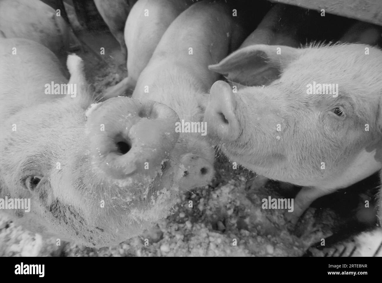 Close view of two young pigs looking up at the camera; Bennet, Nebraska, United States of America Stock Photo