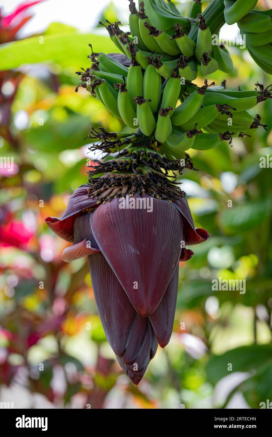 Close-up of a wild banana plant (Musa acuminata) with inflorescence of dark red bracts hanging down and the edible fruit developing above, along th... Stock Photo