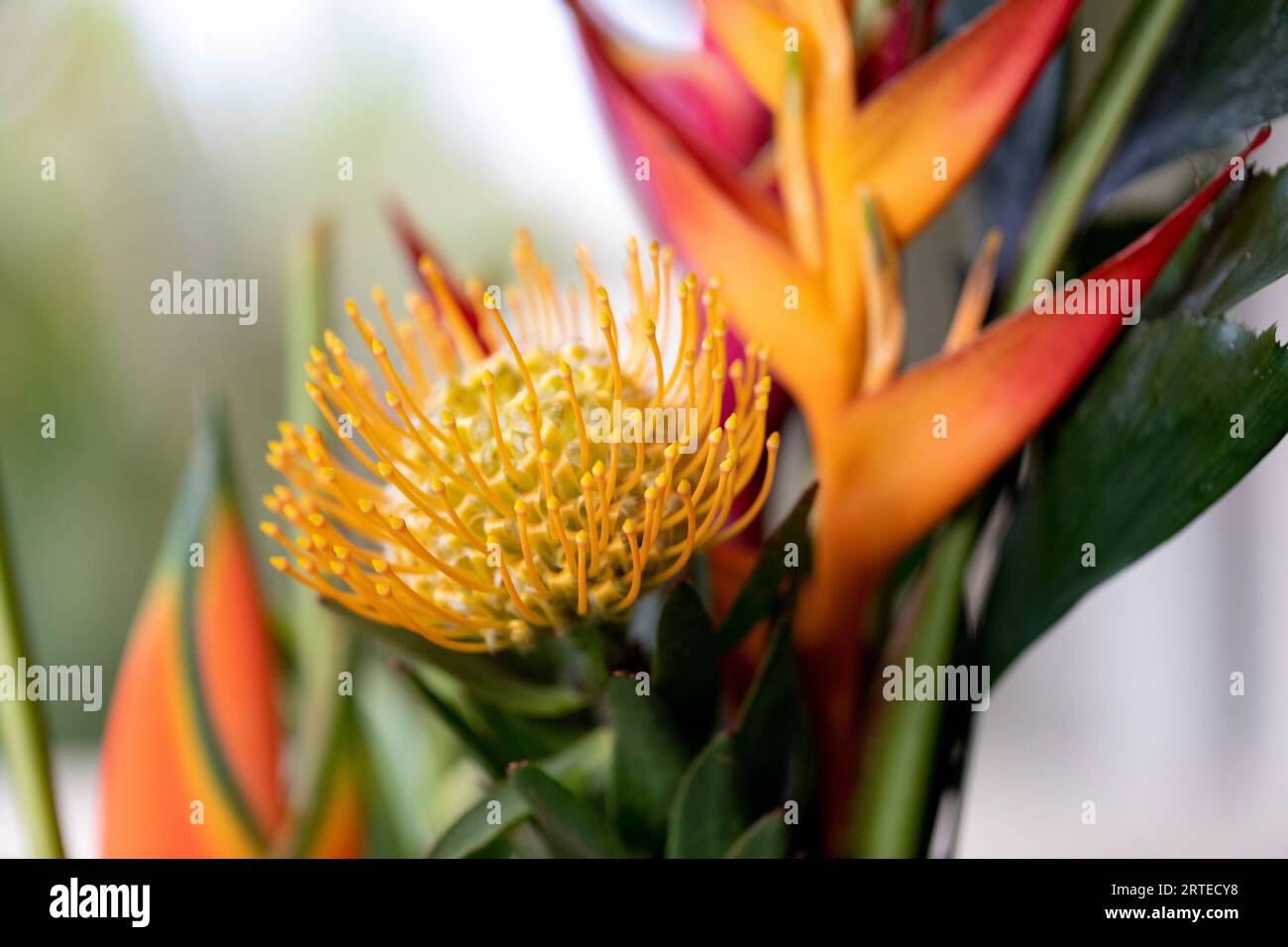 Close-up of a yellow, Leucospermum, Proteaceae, commonly known as Pincushion Protea, and yellow and orange Heliconia Flowers in a glass vase in Kihei Stock Photo
