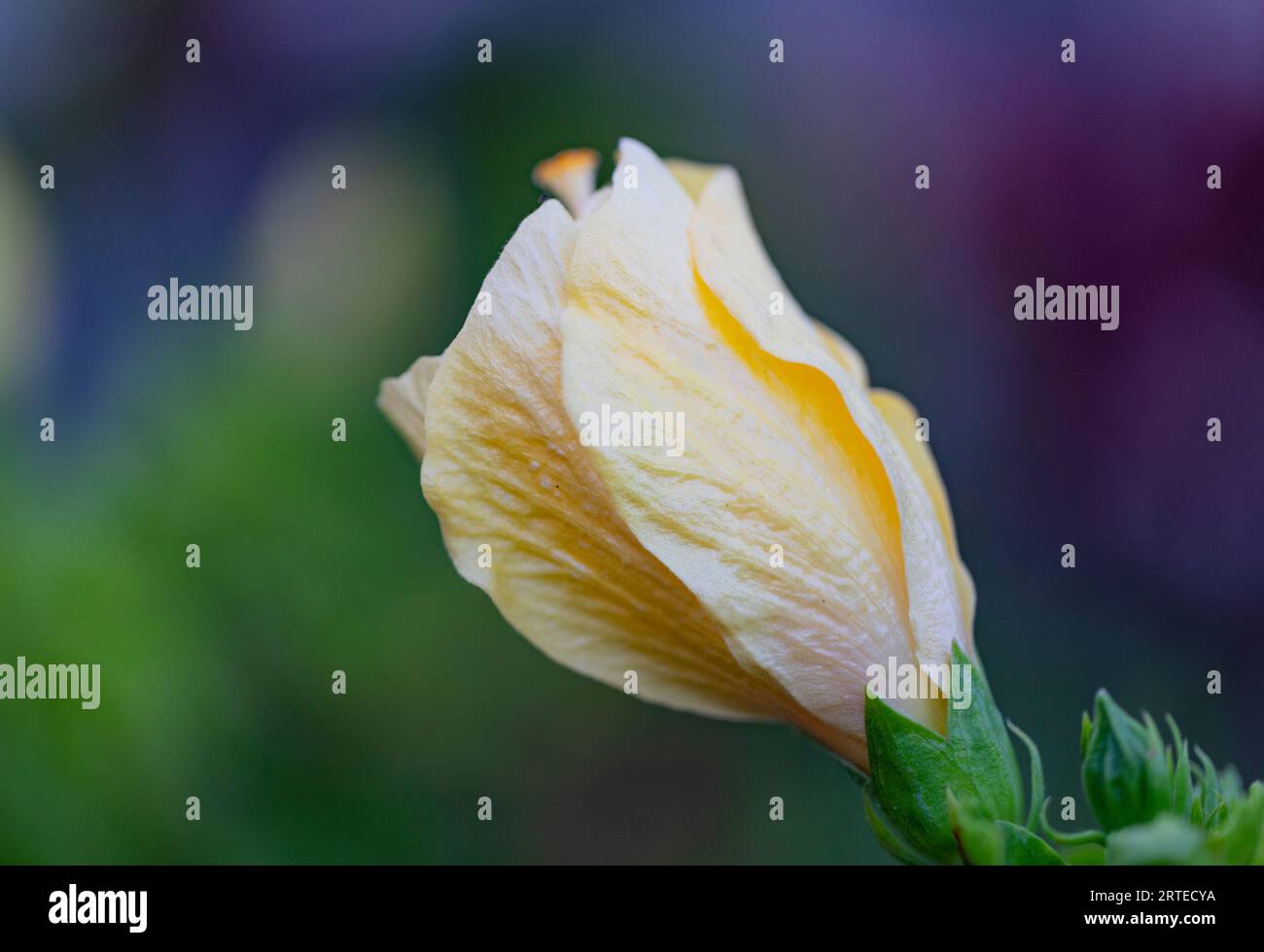 Closed hibiscus hires stock photography and images Alamy