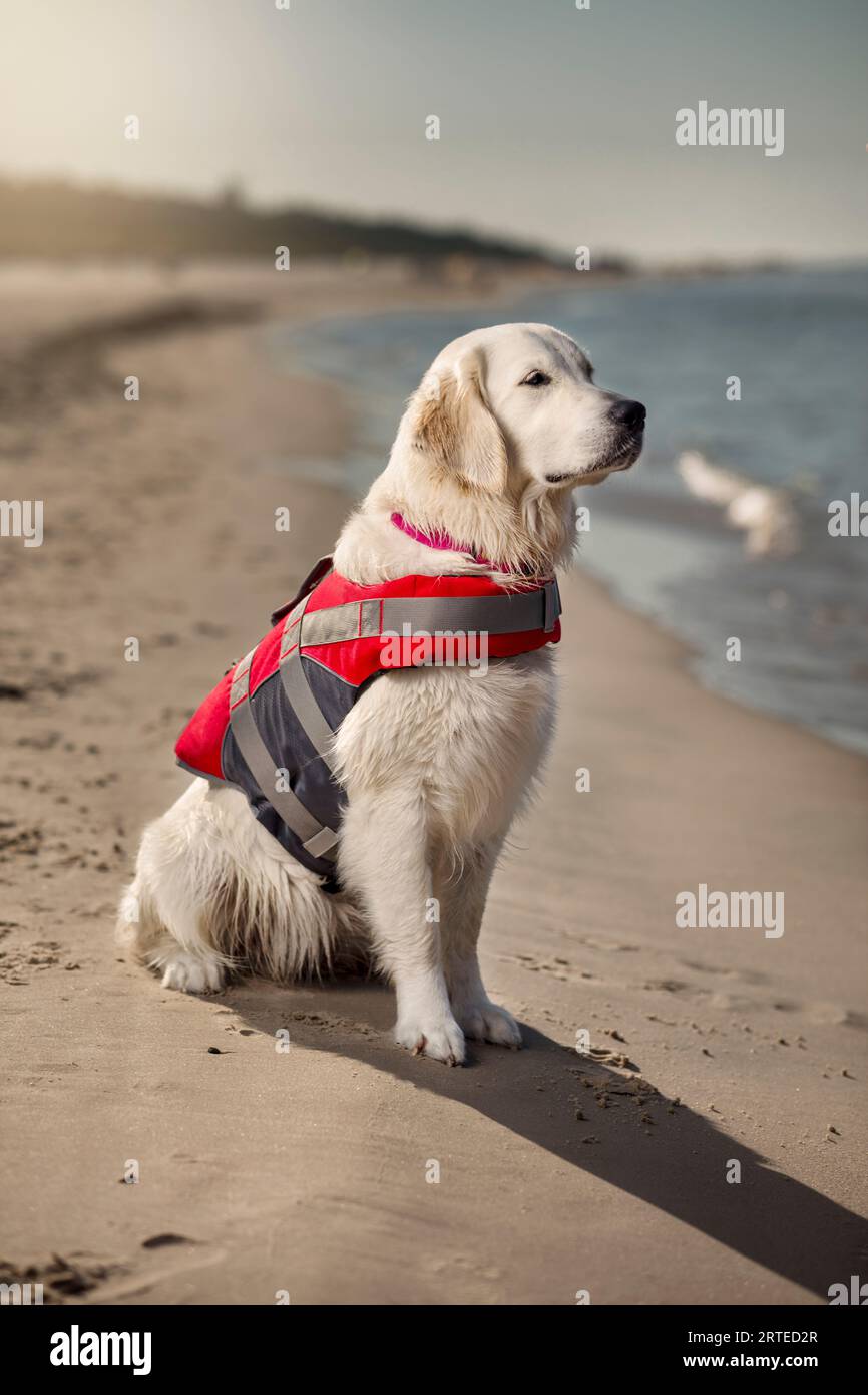A golden retriever rescue dog in a red and gray lifejacket. He sits on