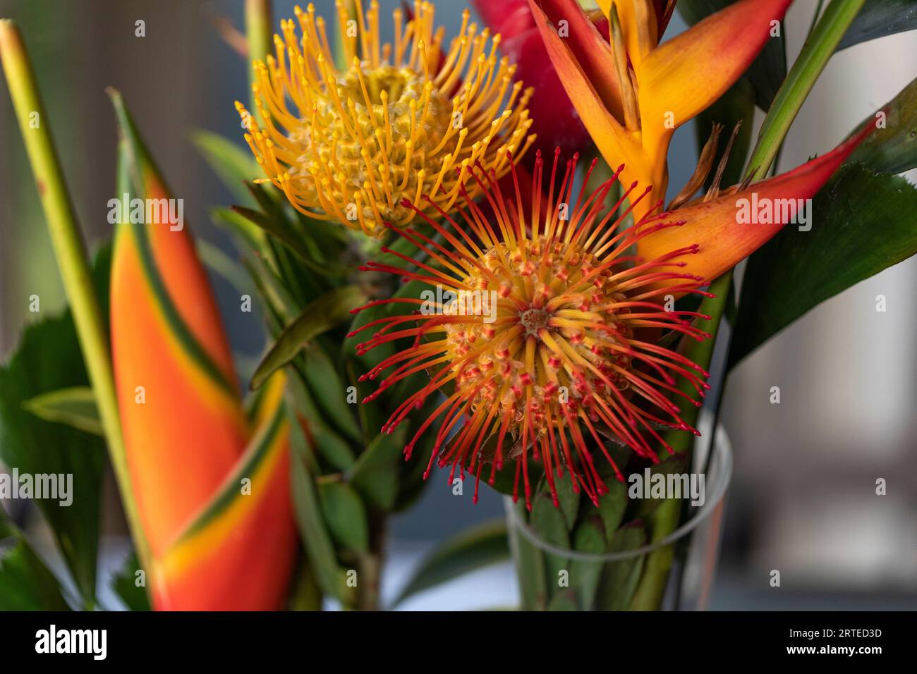 Close-up of yellow and orange, Leucospermum, Proteaceae, commonly known as Pincushion Protea, and Heliconia Flowers in glass vase in Kihei Stock Photo