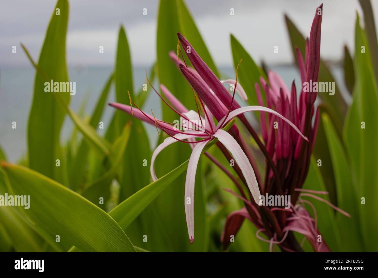 Close-up of tropical, pink, flowering plant growing on the shore at Maluaka Beach in the morning light; Maui, Hawaii, United States of America Stock Photo