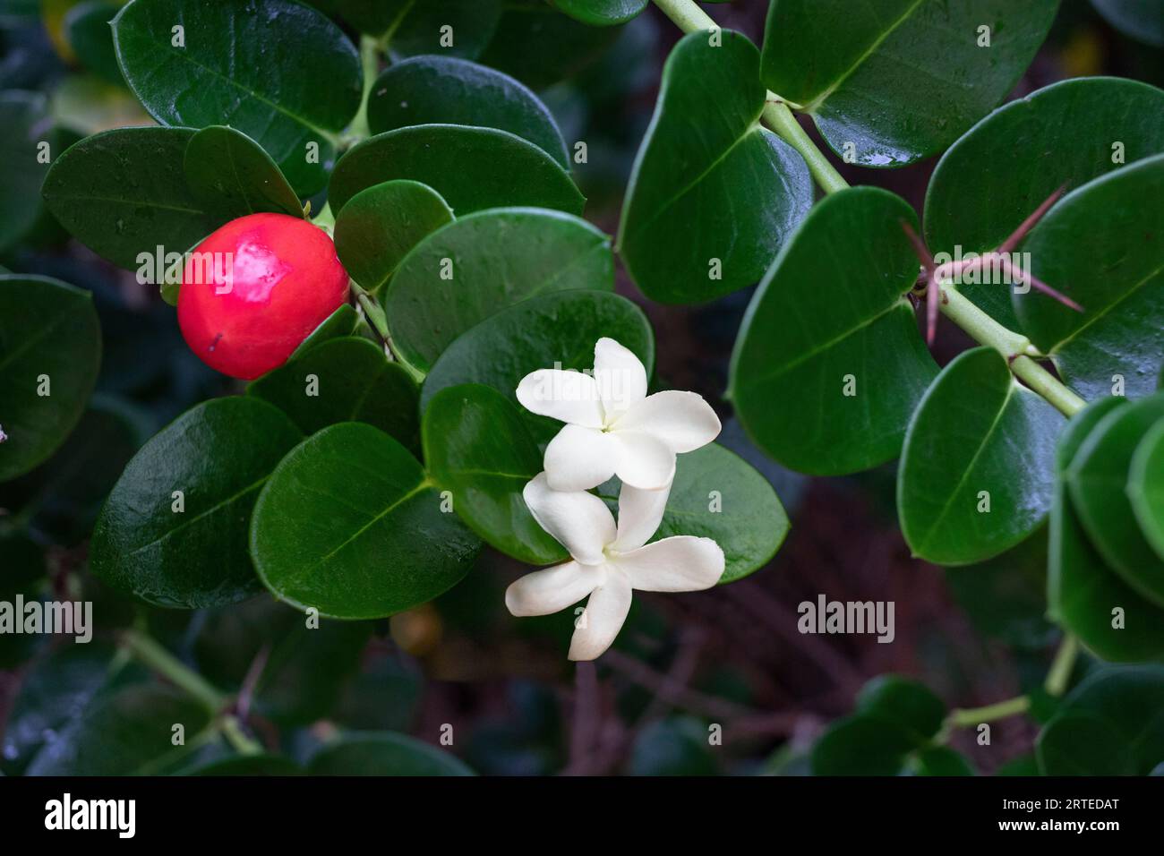 Close-up of Natal Plum, flowering plant (Carissa macrocarpa) at Secret Beach; Makena, Maui, Hawaii, United States of America Stock Photo