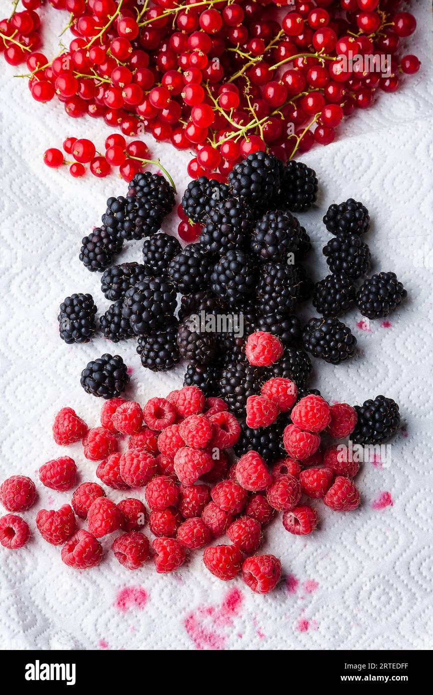 Different blackberry varieties hi-res stock photography and images - Alamy