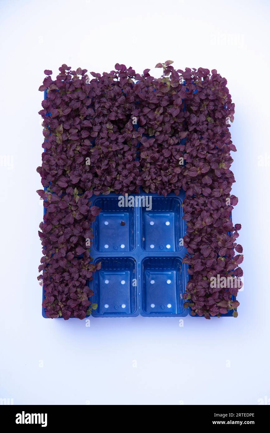 Red cress and in blue plastic boxes Stock Photo