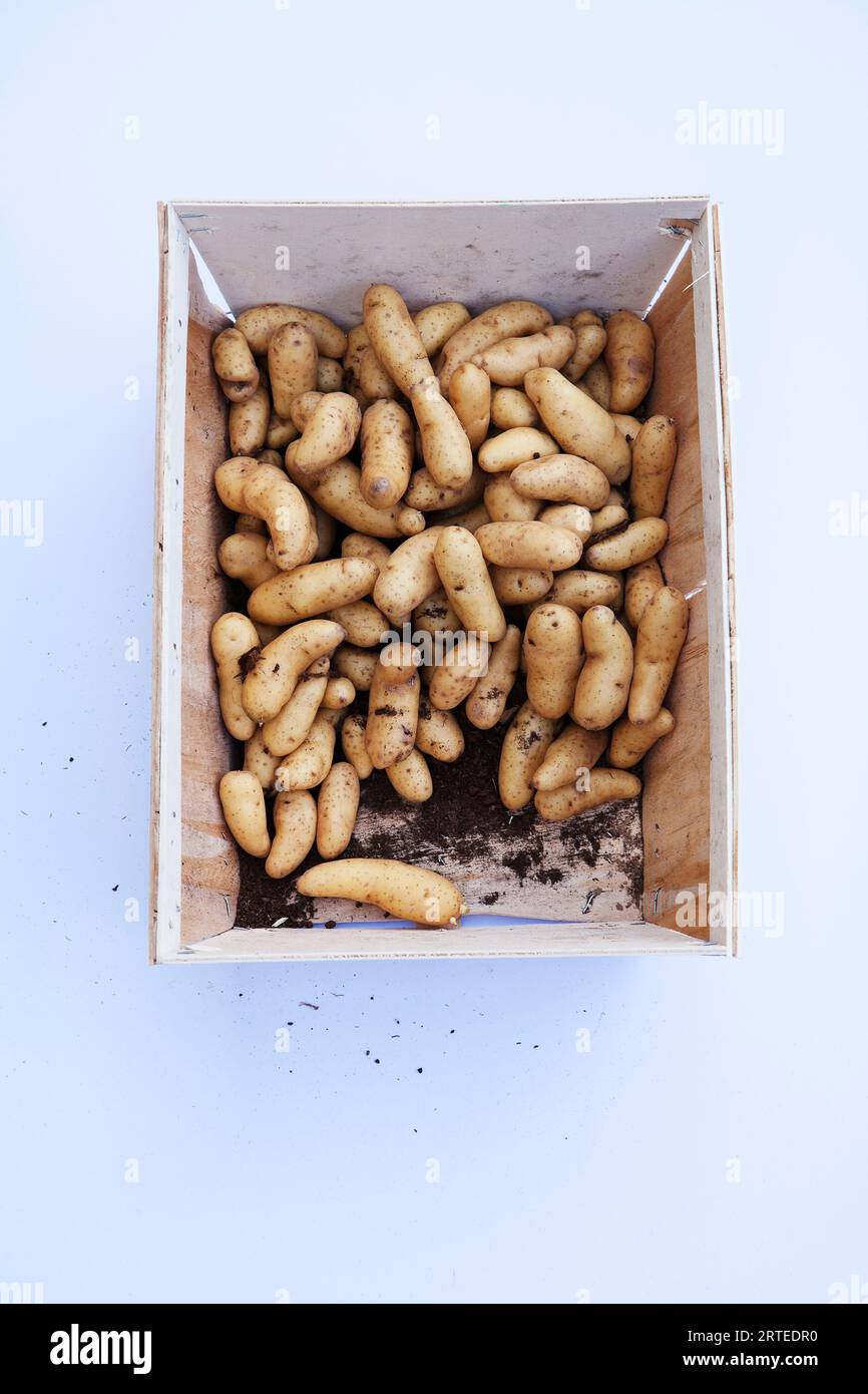 La Ratte potatoes Stock Photo Alamy