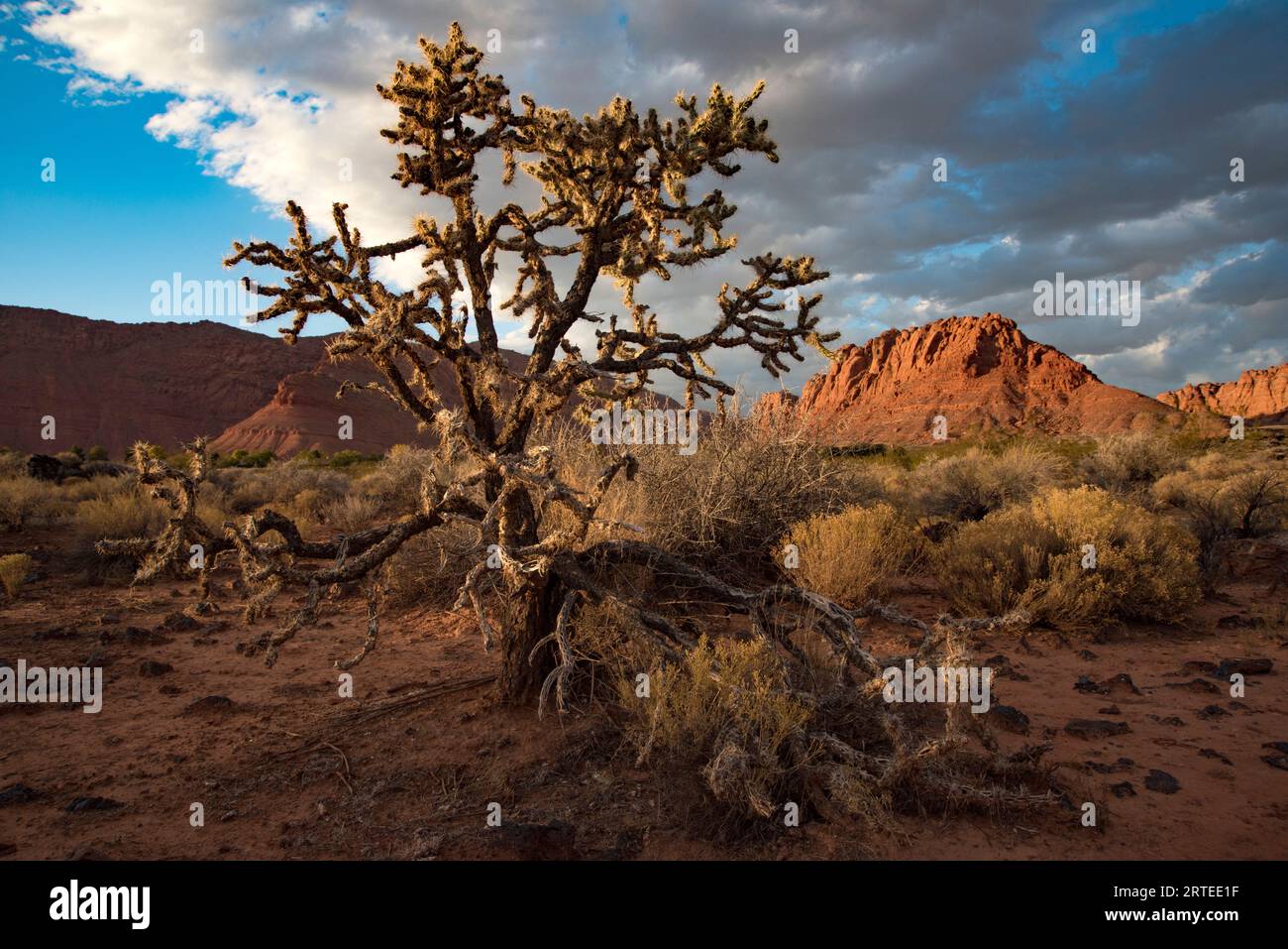 Gnarly, desert tree along hiking trail through Snow Canyon, behind the Red Mountain Spa, at Red Cliffs Desert Reserve around St George Town with re... Stock Photo