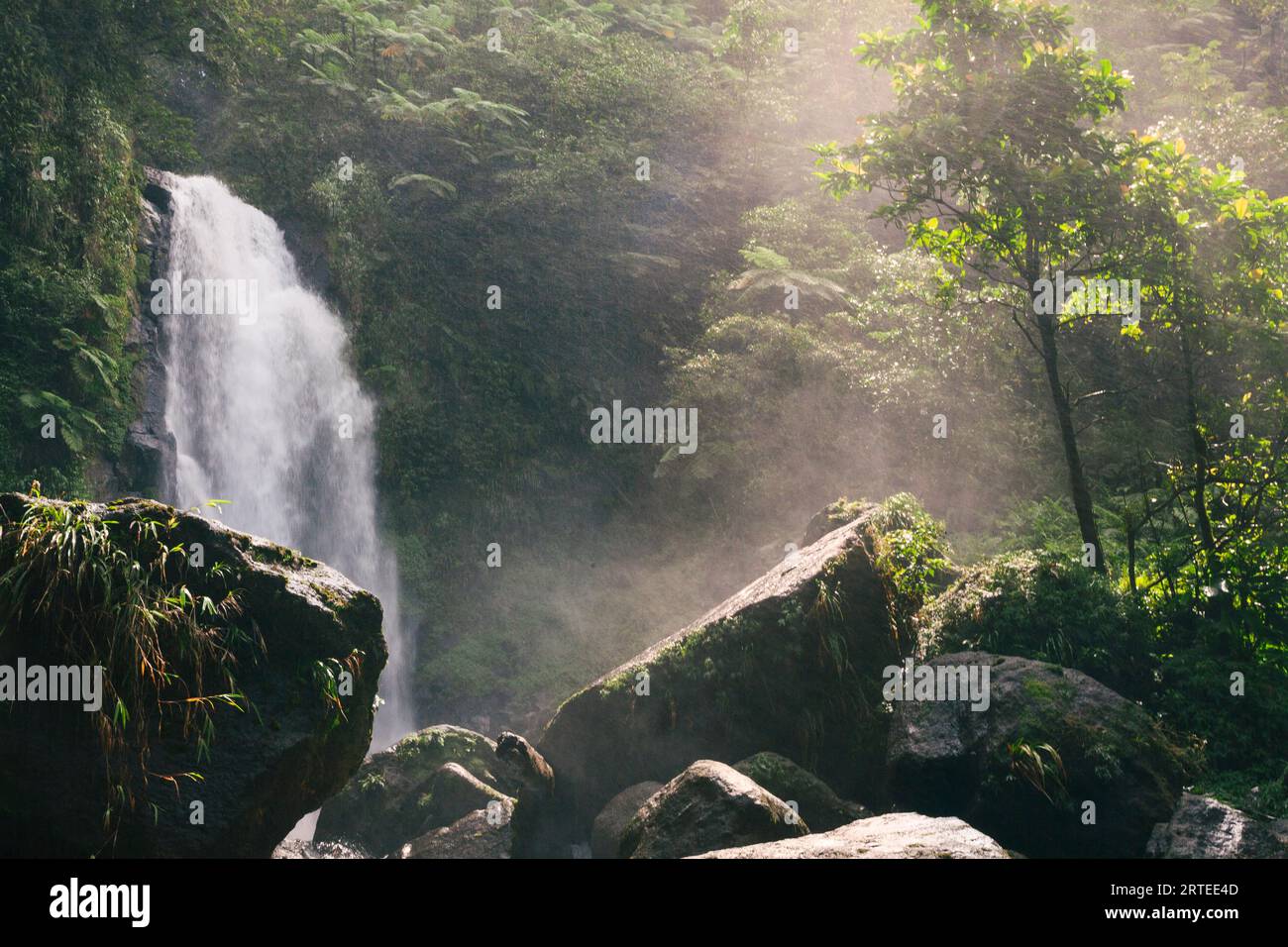 View of the rushing water of Trafalgar Falls in the misty rainforest on the Caribbean Island of Dominica in Morne Trois Pitons National Park Stock Photo