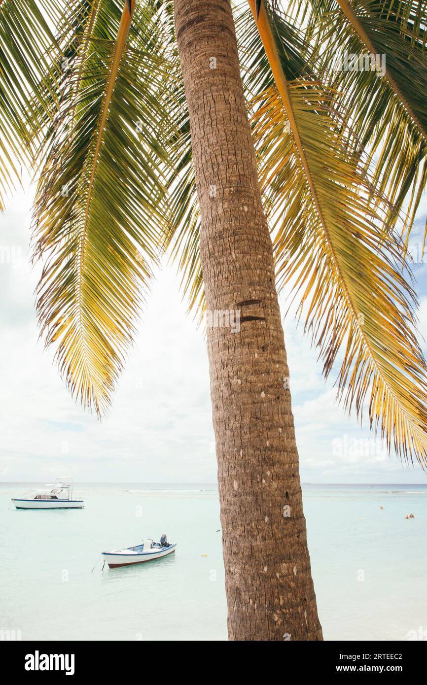 Close-up of palm tree with people swimming and boats moored close to shore on the pristine white sand beach at the small village of Worthing Stock Photo