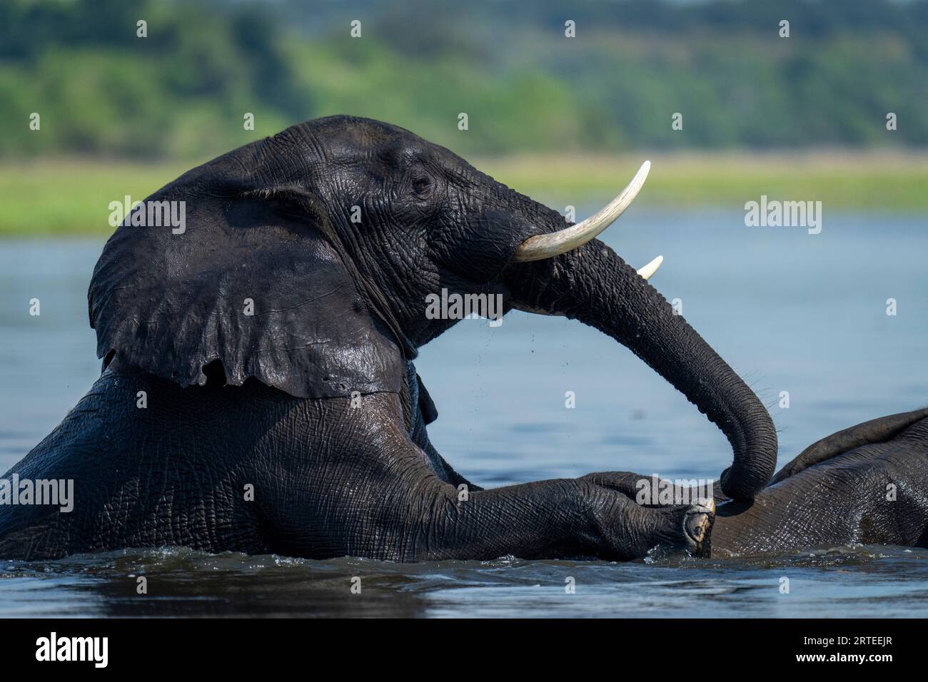 Close-up of African bush elephants (Loxodonta africana) mounting another in the river in Chobe National Park; Chobe, Botswana Stock Photo