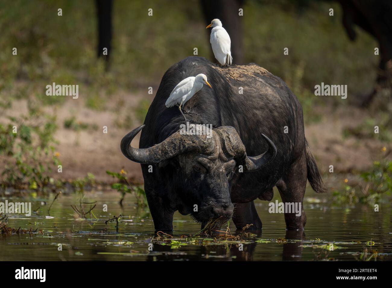 Portrait of a Cape Buffalo (Syncerus caffer) drinking from river carrying two cattle egrets (Bubulcus ibis) on its back in Chobe National Park Stock Photo