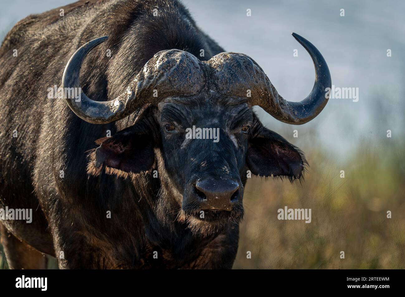 Close-up portrait of a Cape Buffalo (Syncerus caffer) standing, staring at camera in Chobe National Park; Chobe, North-West, Botswana Stock Photo