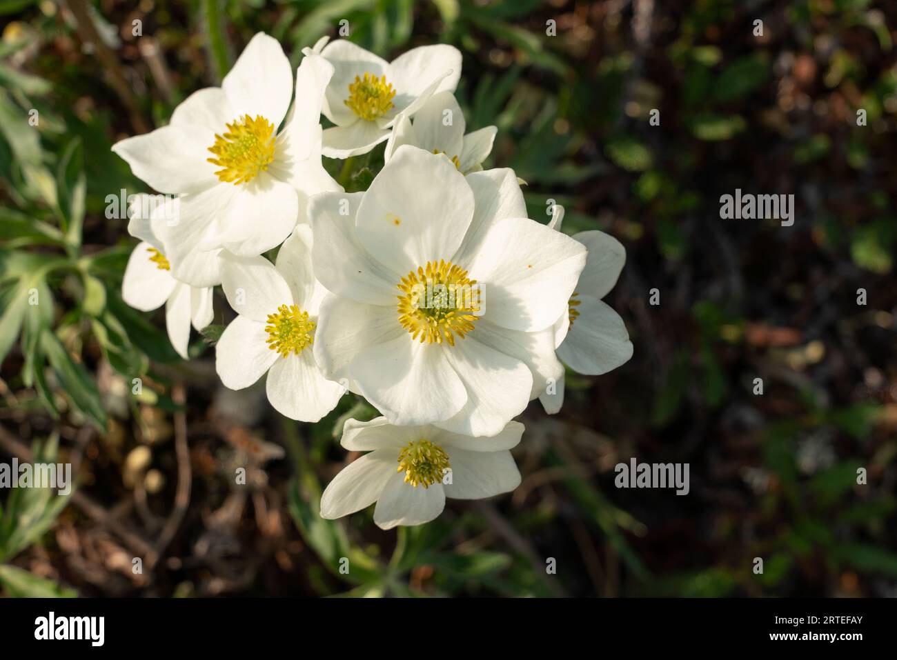 Close-up of a cluster of white Mountain Avens (Dryas octopetala) growing on a hillside in the Yukon; Yukon Territory, Canada Stock Photo