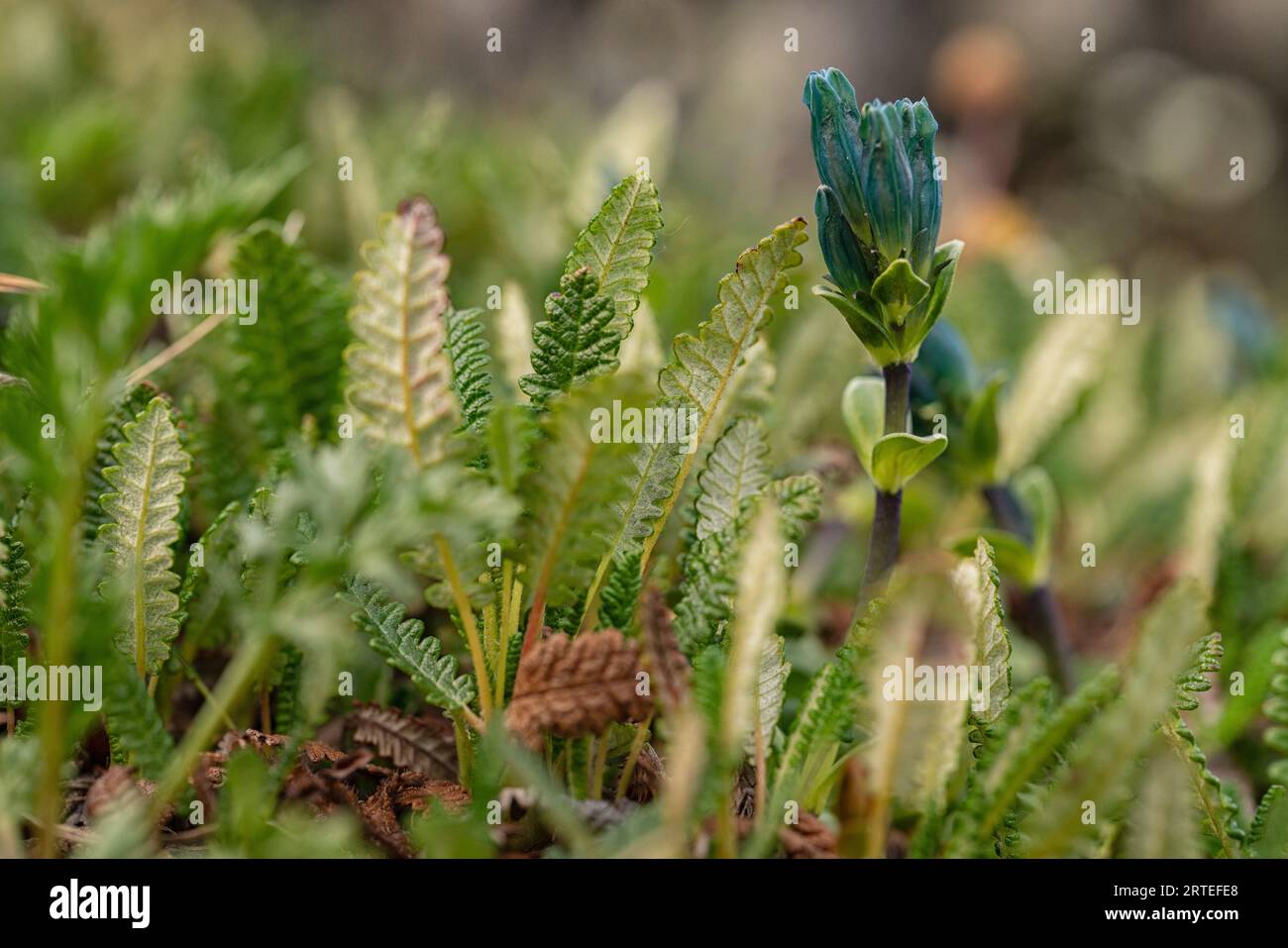 Close-up of a woody, flowering plant with teal colored flower budding among the green, fern-like leaves; Yukon Territory, Canada Stock Photo
