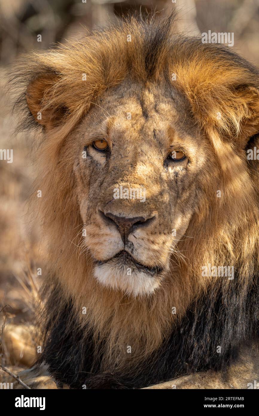 Close-up portrait of a male lion (Panthera leo) lying down, facing camera; Laikipia, Kenya Stock Photo
