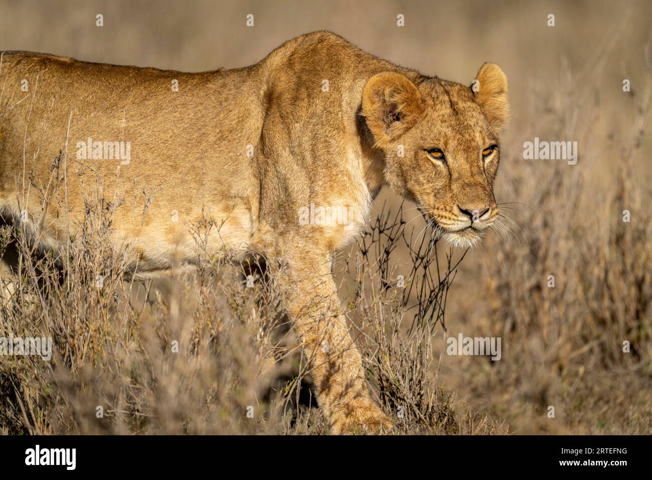 Close-up of a young, male lion (Panthera leo) crossing savannah; Laikipia, Kenya Stock Photo