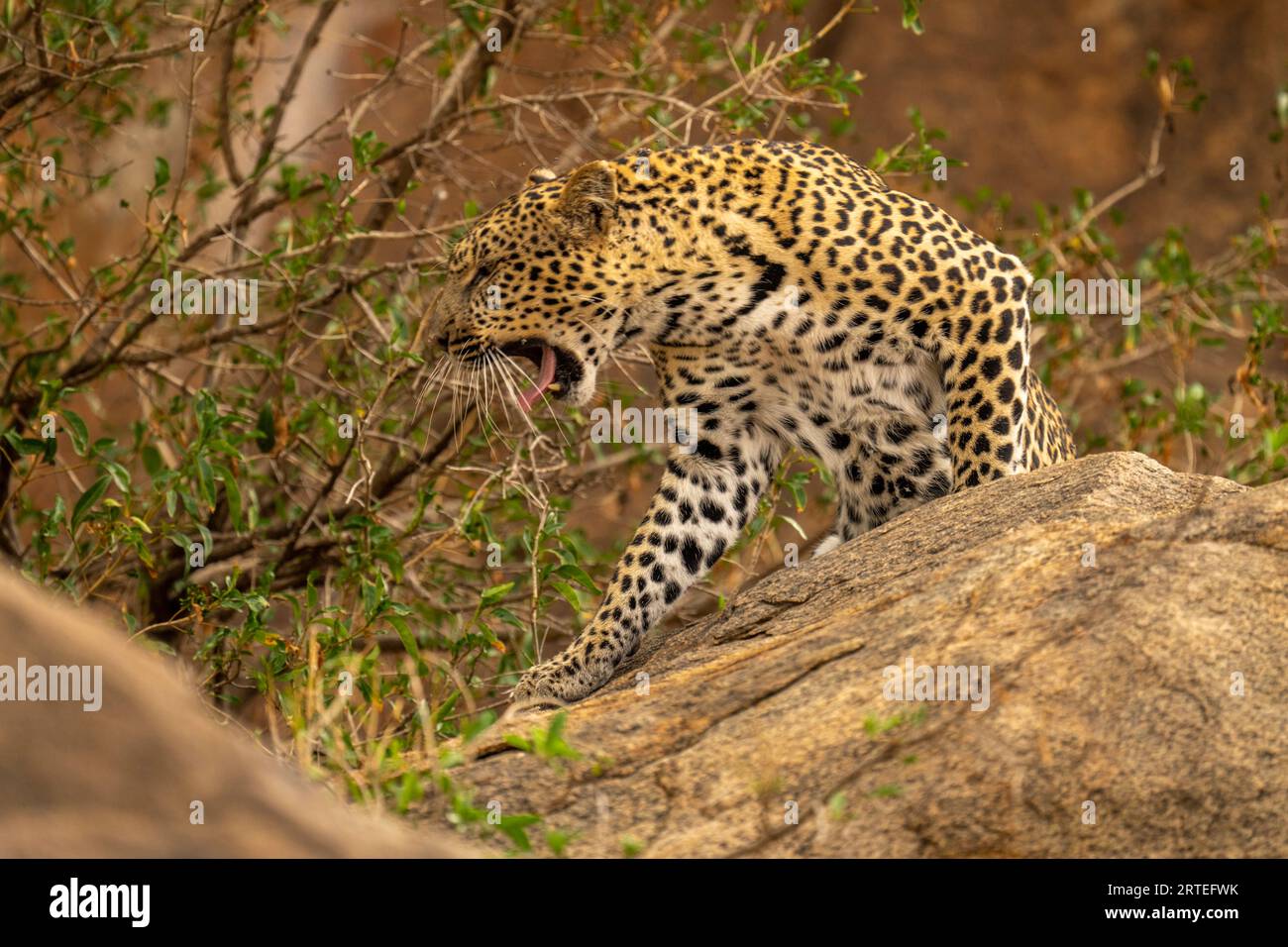 Leopard (Panthera pardus) sits snarling on rocks by bush; Kenya Stock Photo