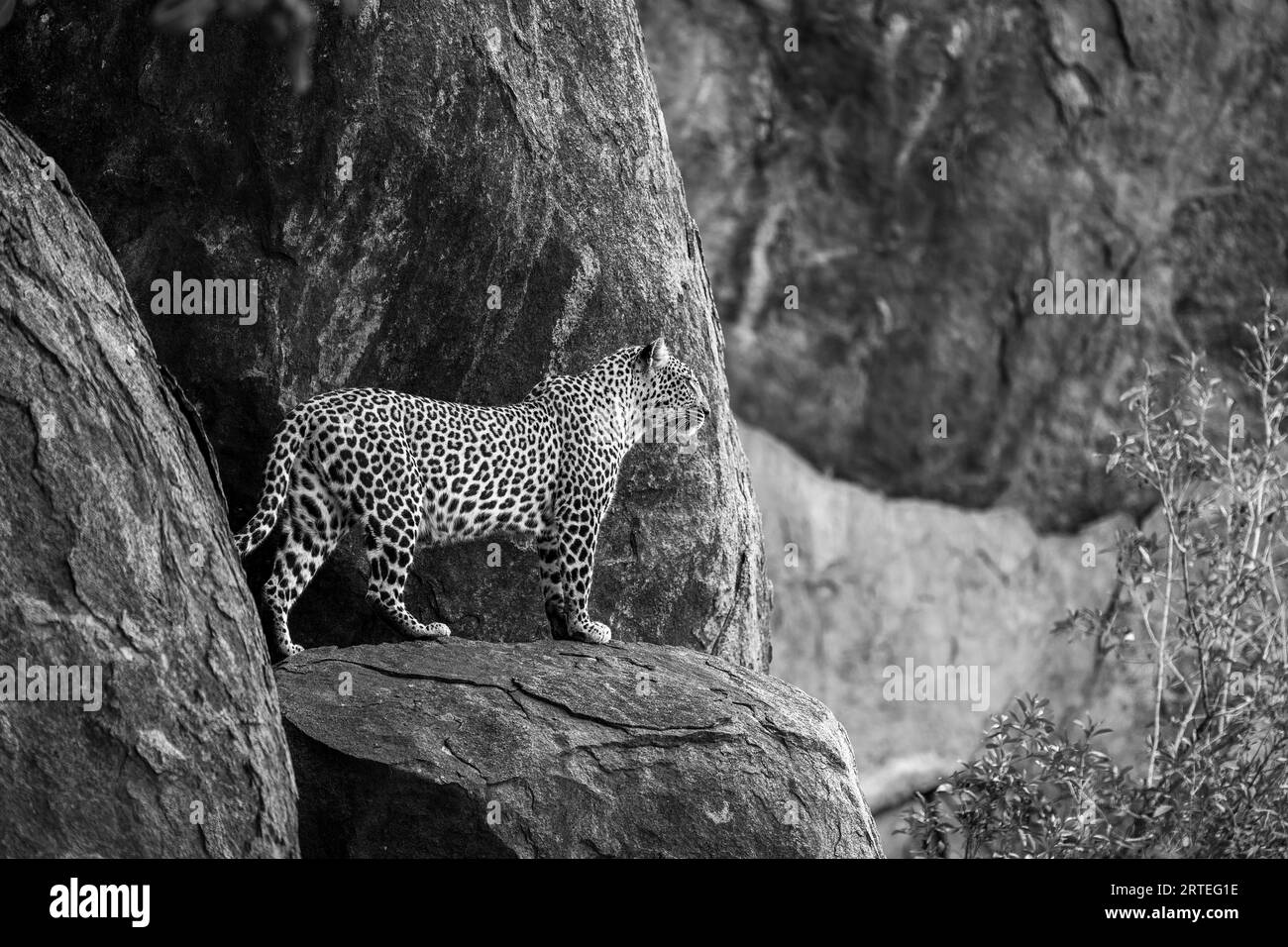 Leopard (Panthera pardus) standing on rock ledge looking out into the ...