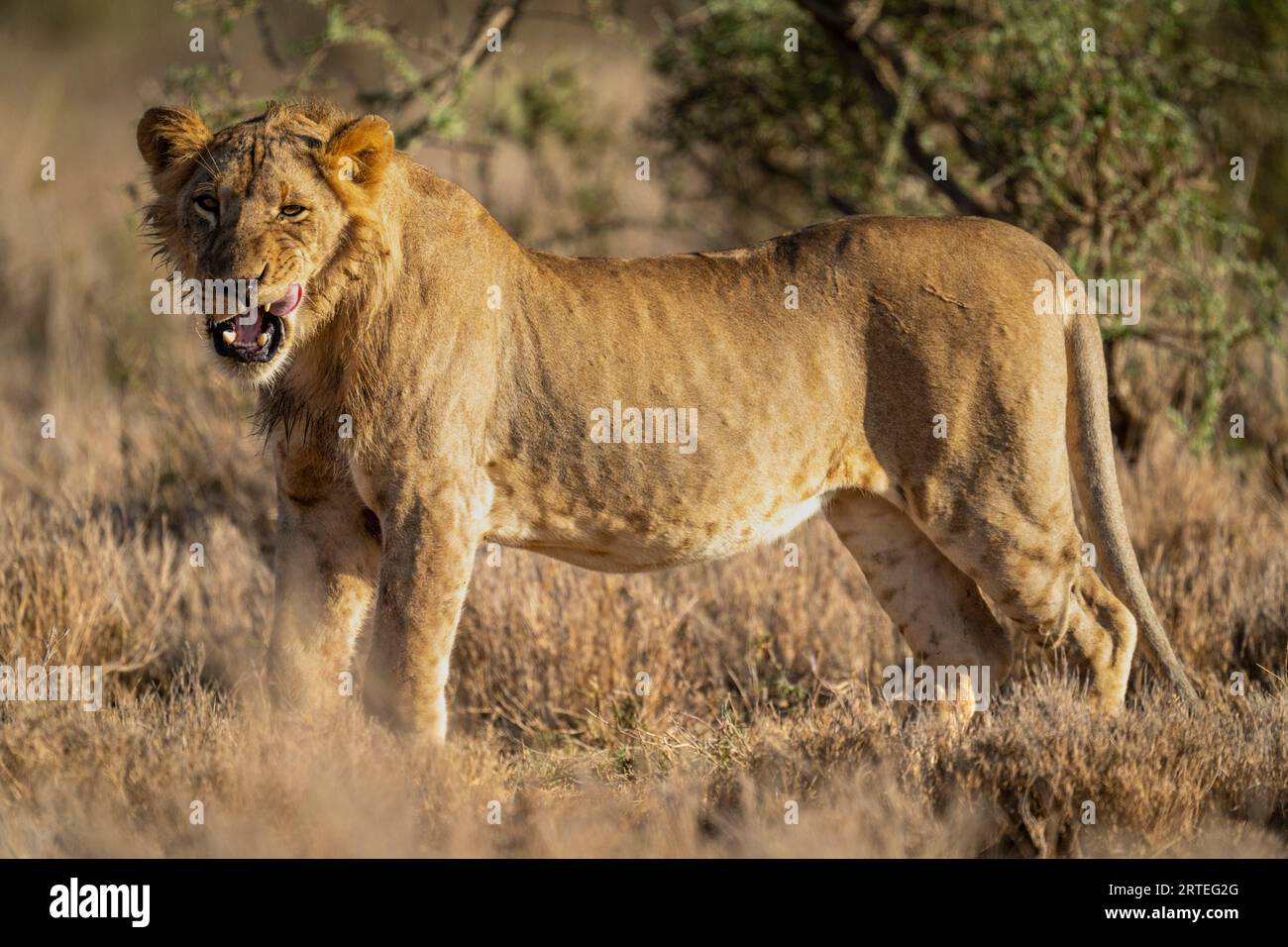 Portrait of a young, male lion (Panthera leo) standing on savanna, staring at the camera, licking his lips; Laikipia, Kenya Stock Photo