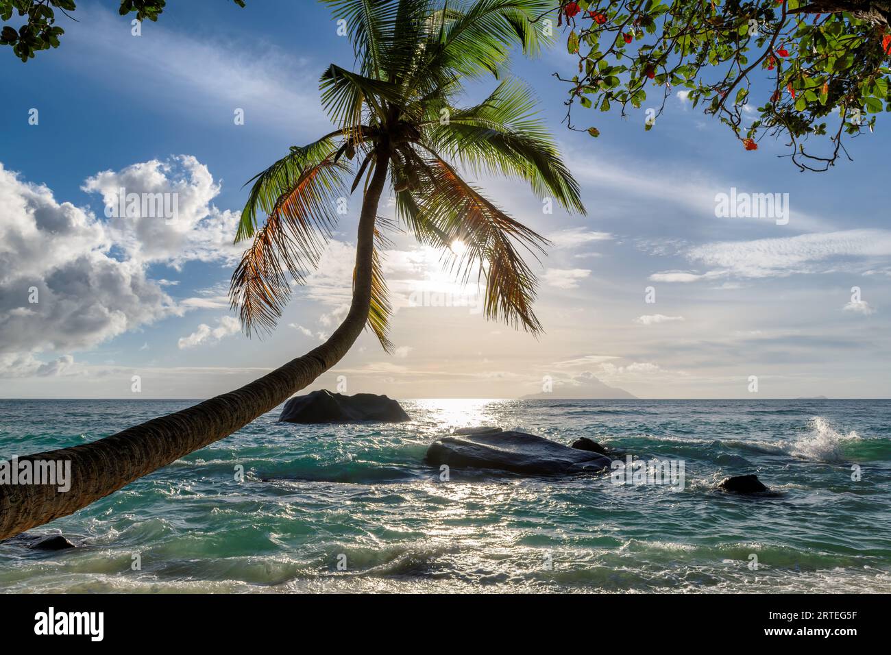 Coco palm at sunset beach over tropical ocean. Stock Photo