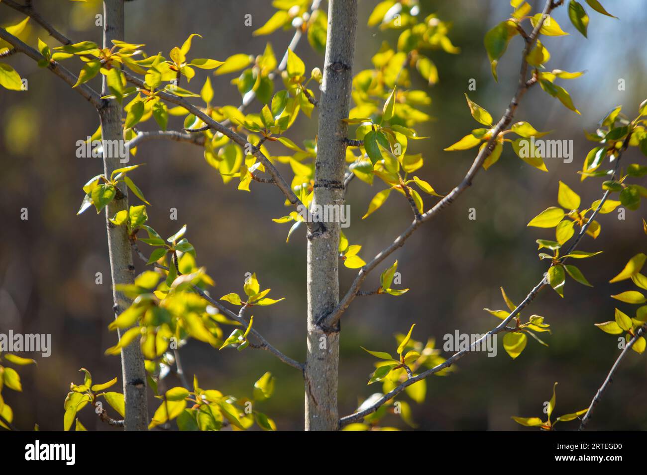 Cottonwood tree budding spring leaves on a sunny, spring day; Palmer, Alaska, United States of America Stock Photo