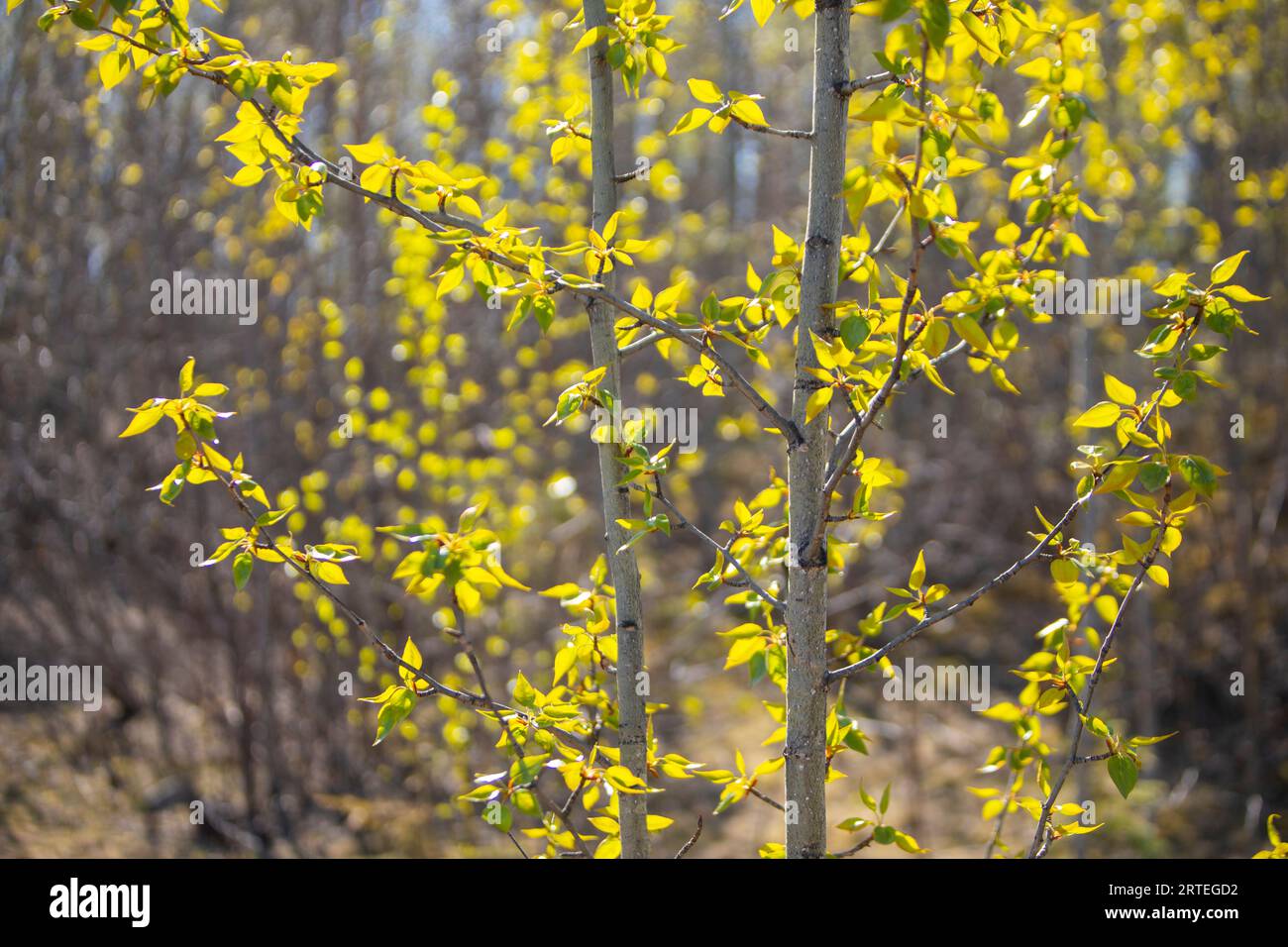 Cottonwood tree budding spring leaves on a sunny, spring day; Palmer, Alaska, United States of America Stock Photo