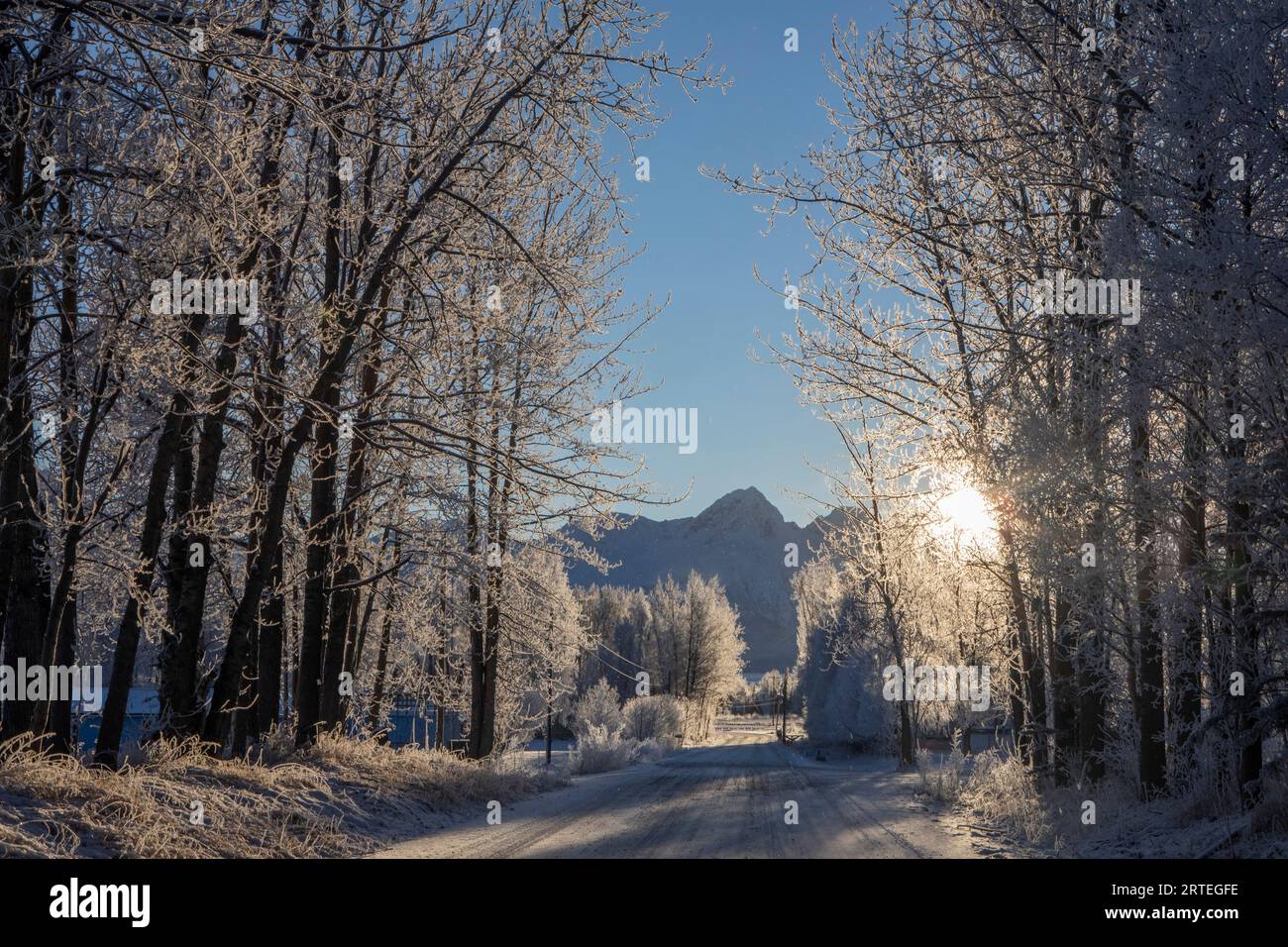 Winter sun peaking through frost-covered trees, with frost dotting the air, coming off frosty trees, lining a road in Palmer, Alaska, on a sunny, b... Stock Photo