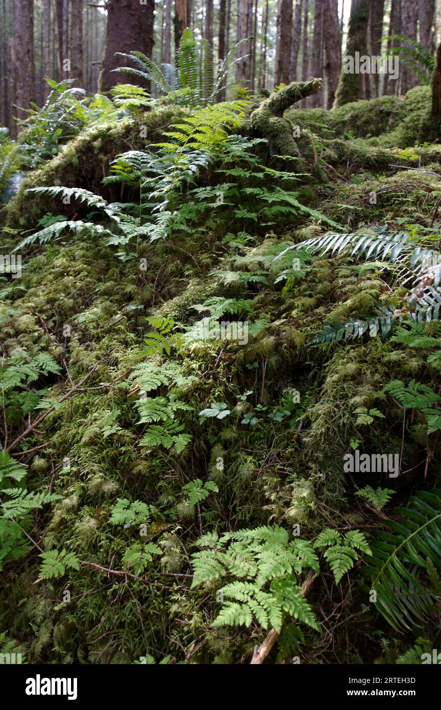 Ferns carpet the forest floor in the Tongass National Forest; Heceta Island, Alaska, United States of America Stock Photo
