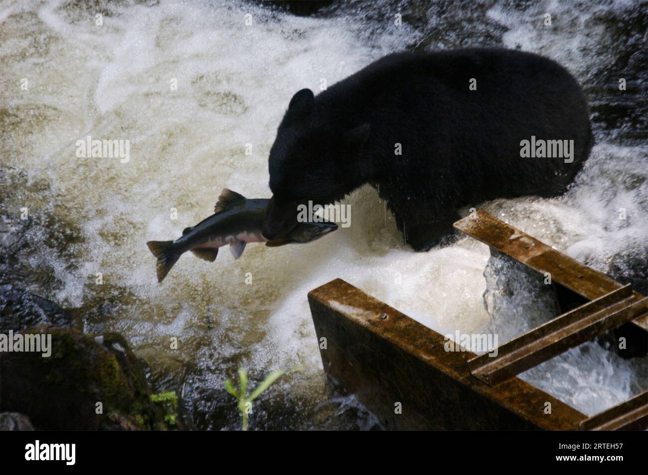 Black bear (Ursus americanus) at Margaret Creek feeding on salmon next to a fish ladder; Alaska