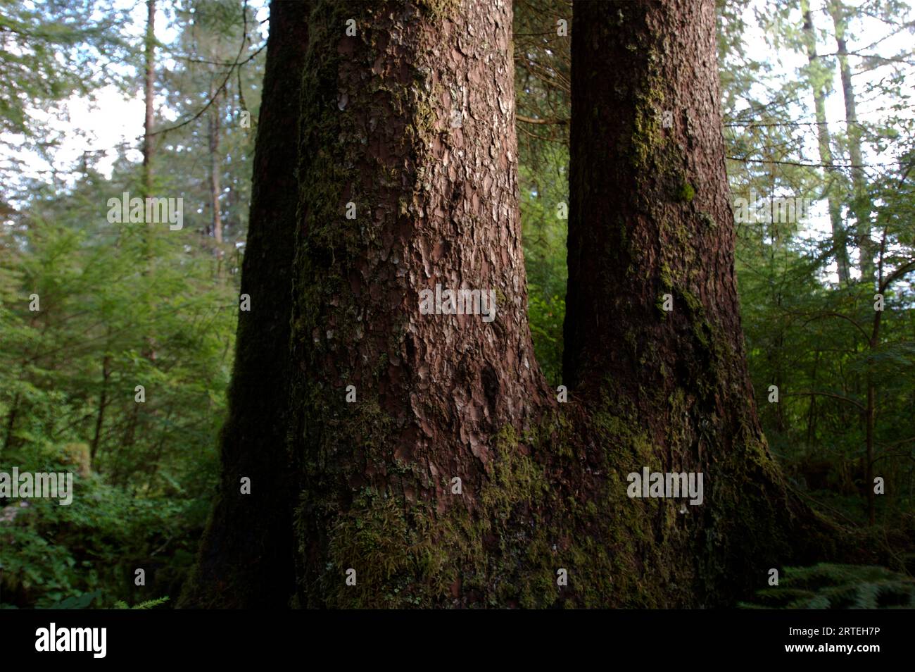 Forest of uncut old growth spruce, hemlock and cedar trees; Sitka, Alaska, United States of America Stock Photo