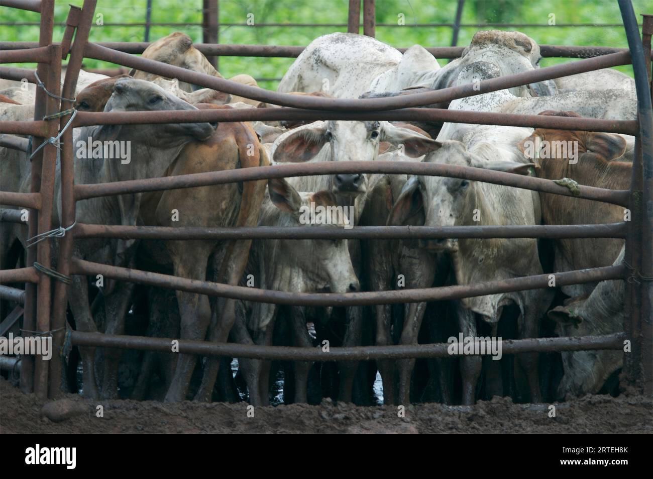 Herd of cattle in a pen; Darwin, Australia Stock Photo