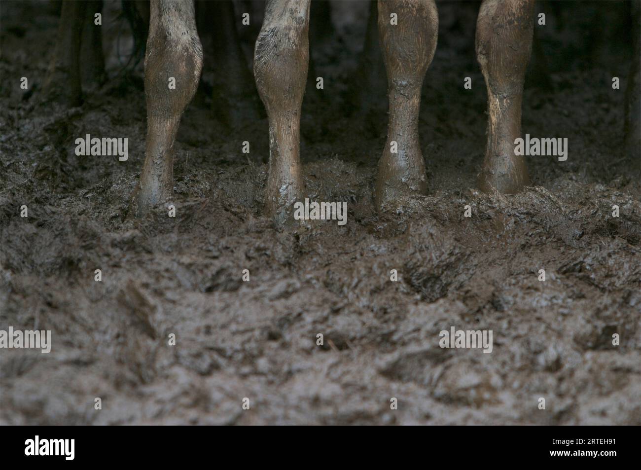 Legs of cattle standing in a muddy pen; Darwin, Australia Stock Photo
