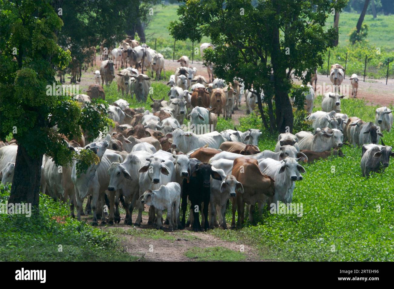 Cattle on a ranch moving to higher ground before heavy rains; Australia Stock Photo