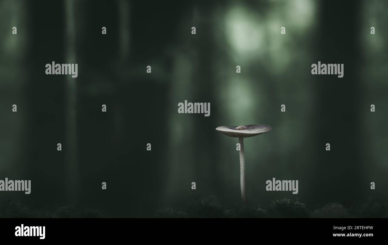 A low-angle macro of a tiny mushroom in a dark fairytale-like forest with tall trees in the background, dark green bokeh background, low-key Stock Photo