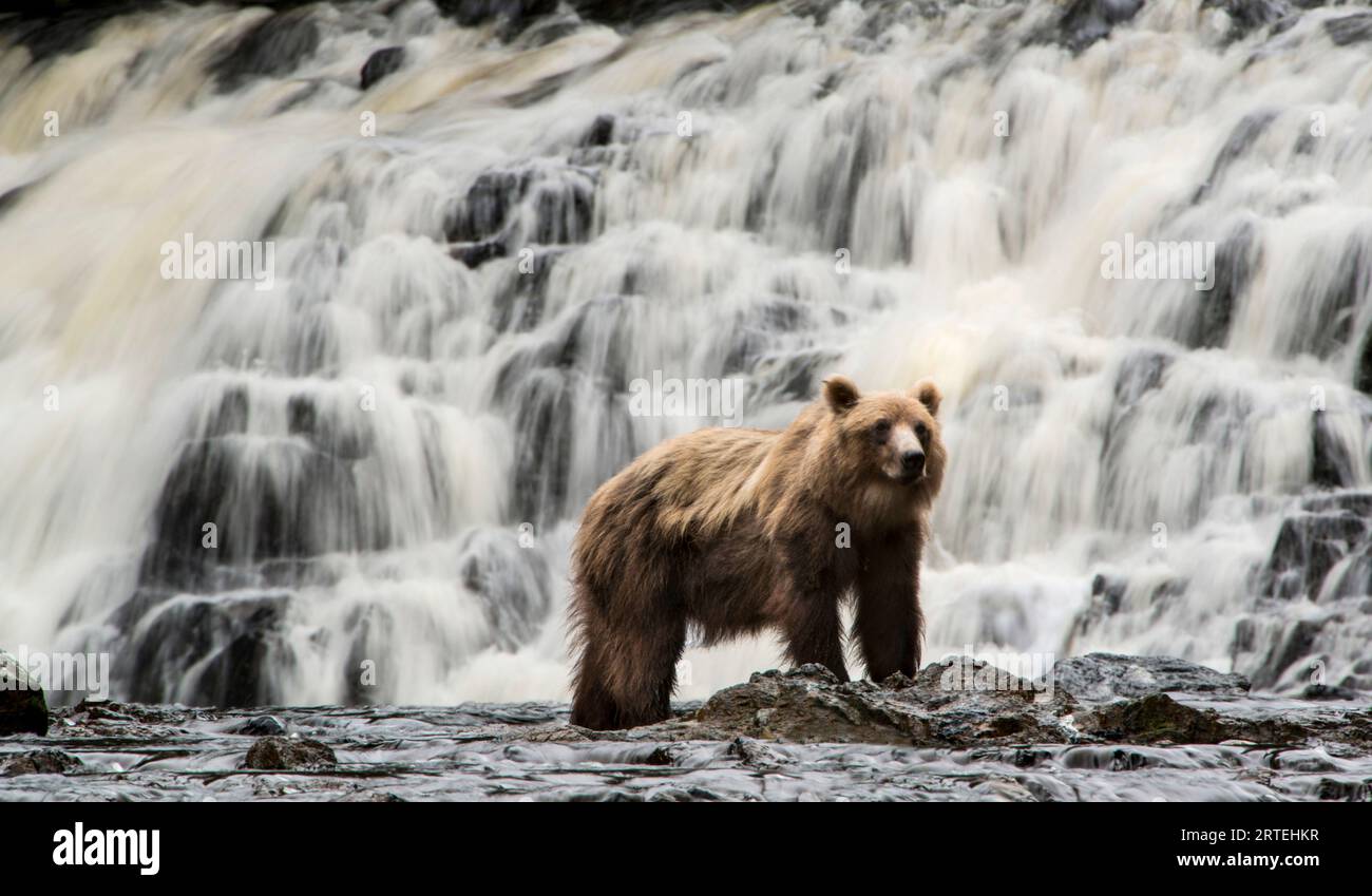 Alaska Peninsula Brown bear (Ursus arctos gyas) stands near a waterfall in Pavlof Harbor, while fishing for sockeye salmon Stock Photo