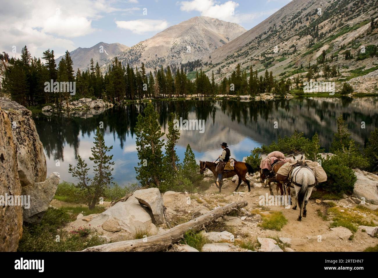 Horses are lead through Sixty Lake Basin in Kings Canyon National Park, California, USA; California, United States of America Stock Photo