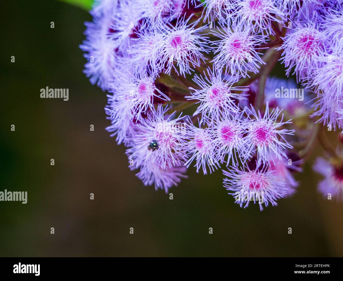 purple Mist Flowers with a tiny insect, Australian garden in spring Stock Photo