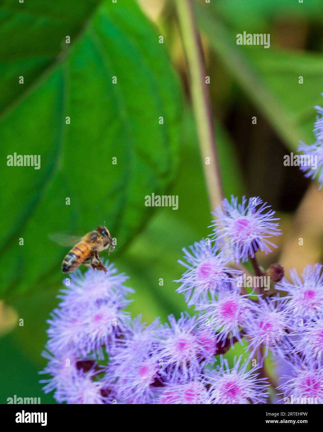 A profusion of purple Mist Flowers attracting a busy bee hovering near the top, green leafy background, Australian garden in spring Stock Photo