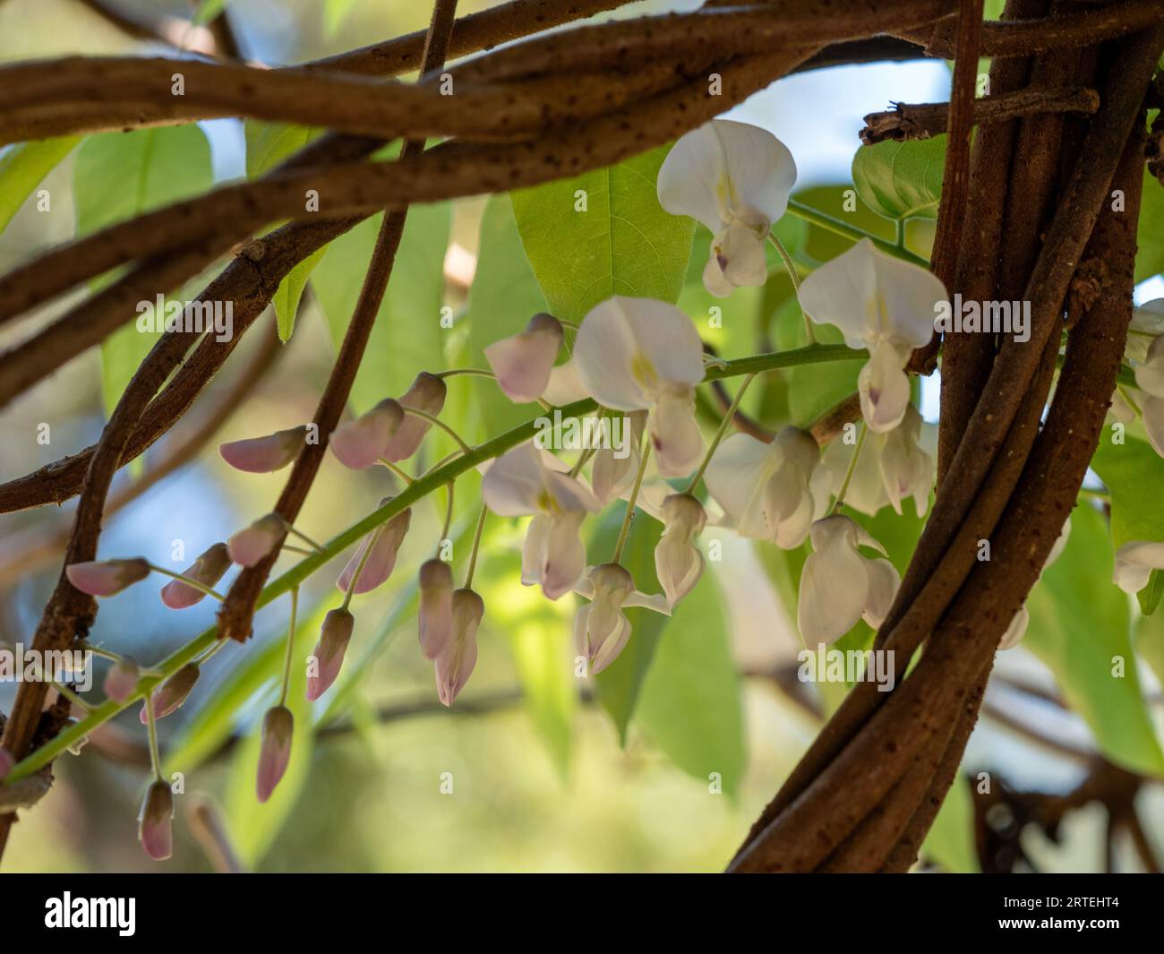 Closeup of White Wisteria flowers framed amongst the tangle of its vine and green leaves Stock Photo