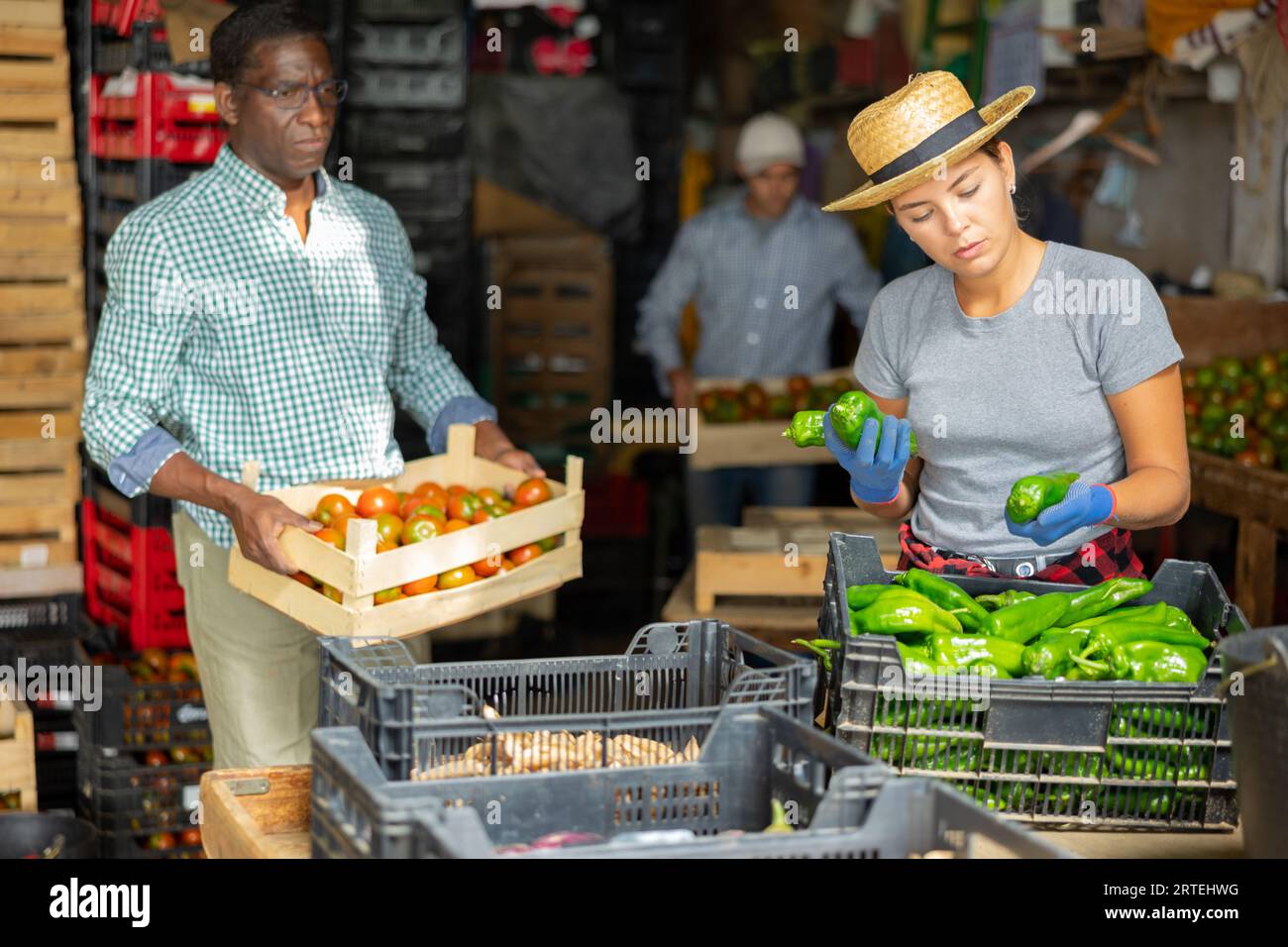Female worker sorts bell peppers in vegetable warehouse Stock Photo - Alamy
