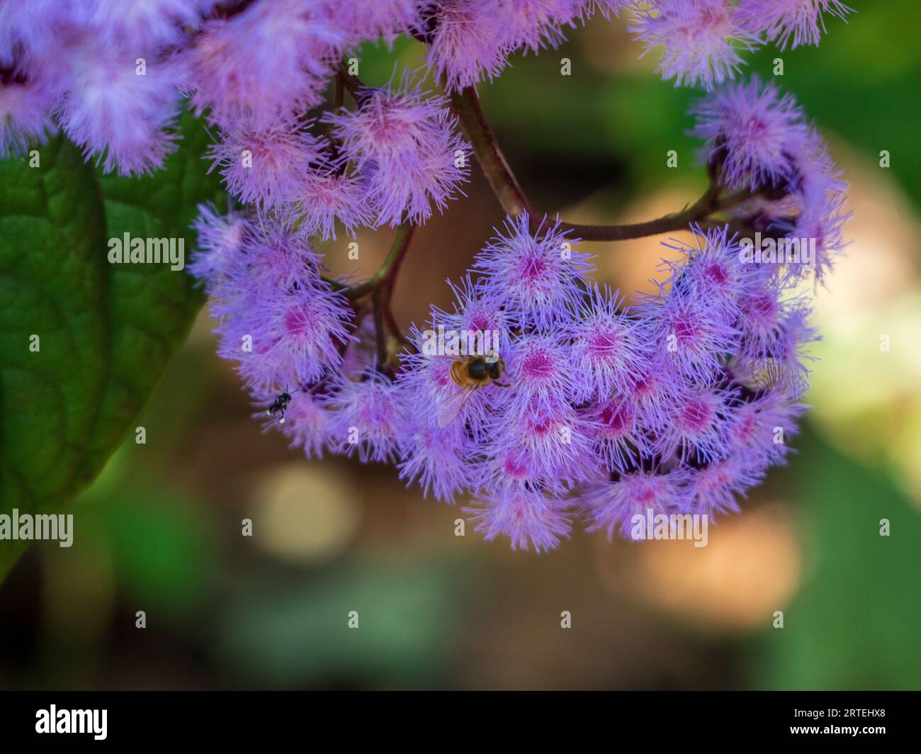 A profusion of purple Mist Flowers attracting a busy bee,  Australian garden in spring Stock Photo