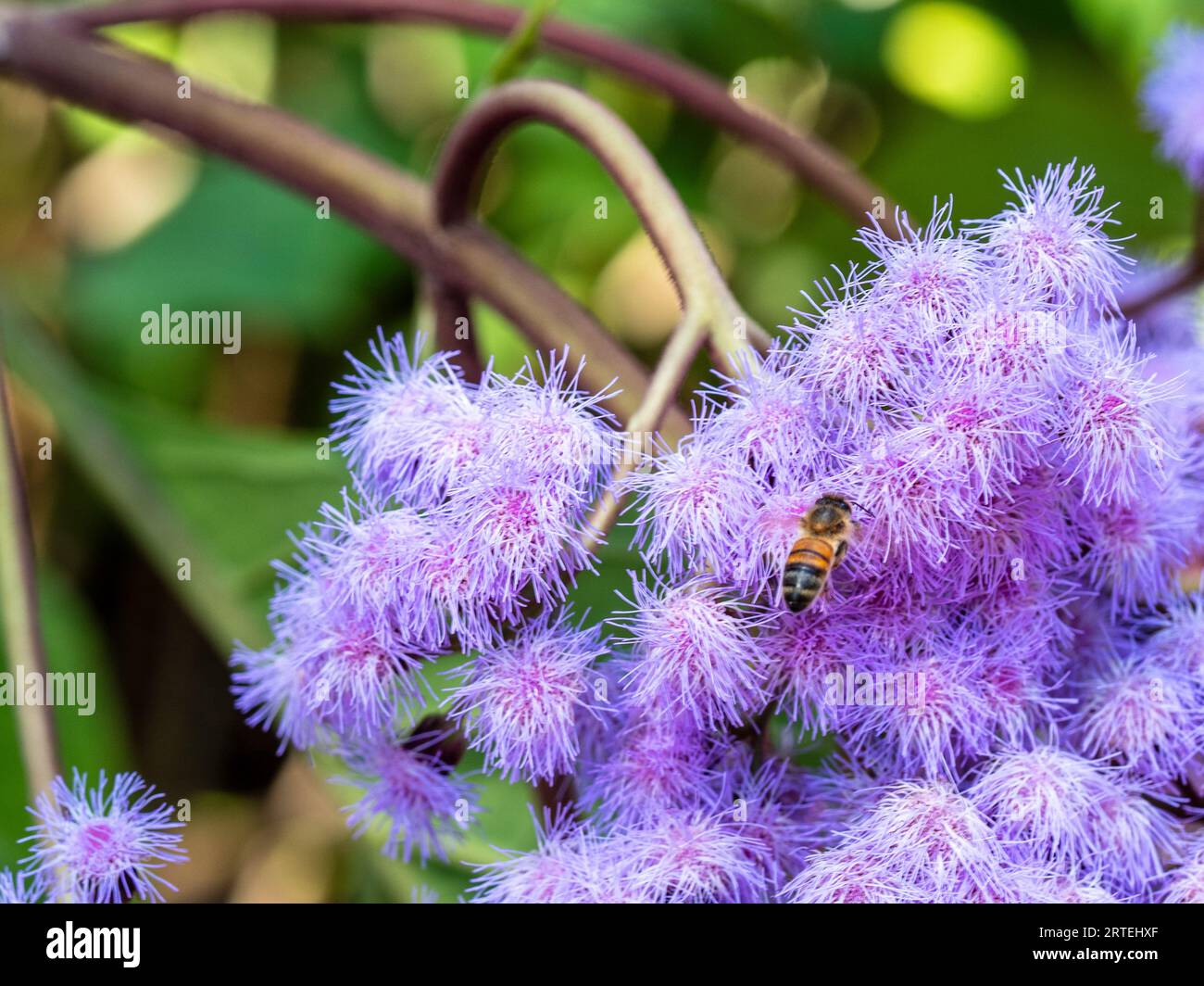 A profusion of purple Mist Flowers attracting a busy bee, Australian garden in spring Stock Photo