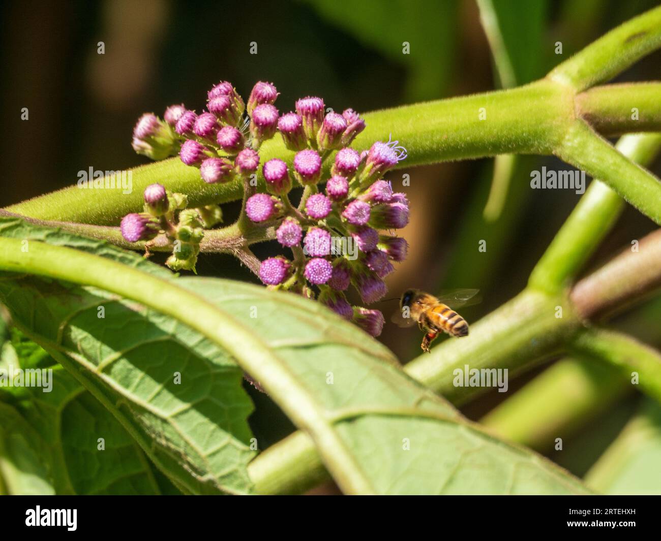 A purple Mist Flower buds attracting a busy bee,  Australian garden in spring Stock Photo