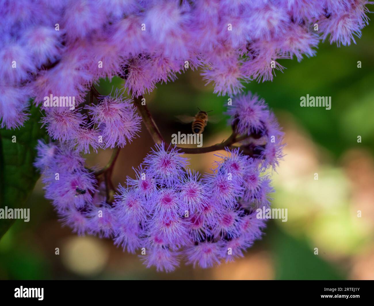 A profusion of purple Mist Flowers framing a bush bee in flight, Australian garden in spring Stock Photo