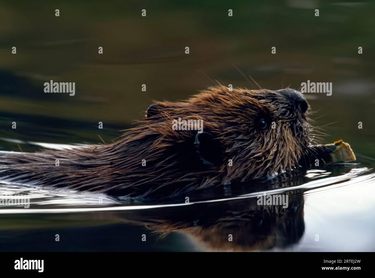 Close view of a beaver in the water carrying a branch in it's mouth; Kenai, Alaska, United States of America Stock Photo
