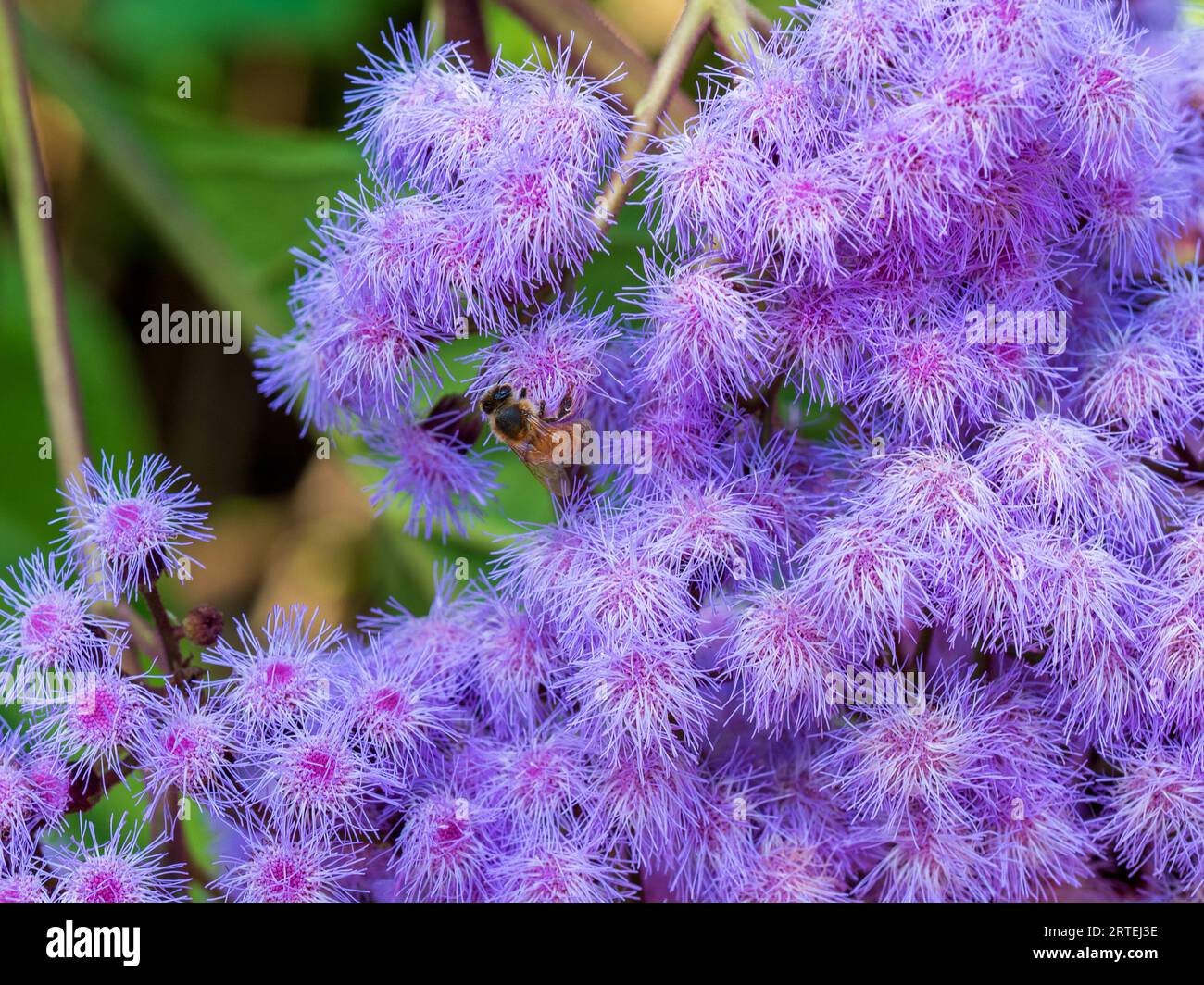 A profusion of purple Mist Flowers being pollinated by bees, Australian garden in spring Stock Photo