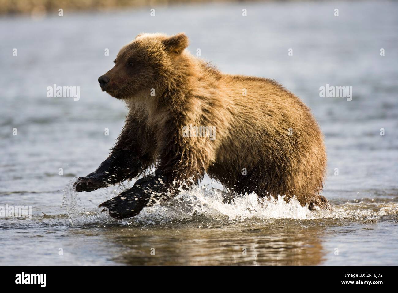 Alaska Peninsula brown bear (Ursus arctos gyas) running in water at Hallo Bay in Katmai National Park and Preserve, Alaska, USA Stock Photo